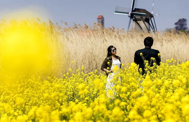 Tourists stand among the yellow flowers when they visit the windmills during a sunny Easter weekend, in Kinderdijk, the Netherlands, 21 April 2019. (Photo by Koen van Weel/EPA/EFE)