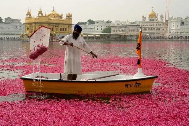 A volunteer cleans the holy sarovar (lake) after a helicopter showered rose petals over the Golden Temple ahead of the birth anniversary of fourth Sikh Guru Ramdas in Amritsar on October 28, 2023. (Photo by Narinder Nanu/AFP Photo)