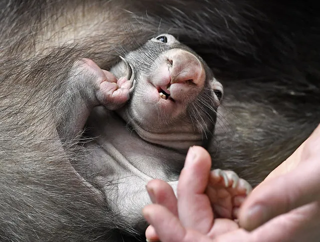 The little new born wombat baby APARI sitting in its mothers pouch at the zoo in Duisburg, Germany, March 29, 2018. Wombat mother TINSEL once was found in the pouch of its dead mother on a street in Australia and was raised by zookeepers before she came to Germany. The zoo tried for 40 years in vain to breed a wombat, until APARI was born as the first one last week. (Photo by Martin Meissner/AP Photo)