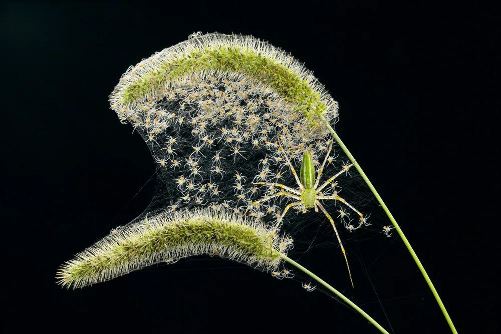 ALL 2013 National Geographic Photo Contest – in HIGH RESOLUTION. Part 4 “Nature”, Week 4