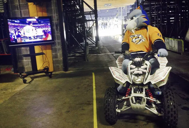 Gnash, the Nashville Predators NHL hockey mascot, stops his four wheeler as he leaves the ice Saturday, April 4, 2015, in Nashville, Tenn., to watch the final seconds of Wisconsin's win over Kentucky in an NCAA Final Four college basketball tournament semifinal game. Gnash had just finished performing after the Dallas Stars beat the Predators 4-3 in overtime. (Photo by Mark Humphrey/AP Photo)