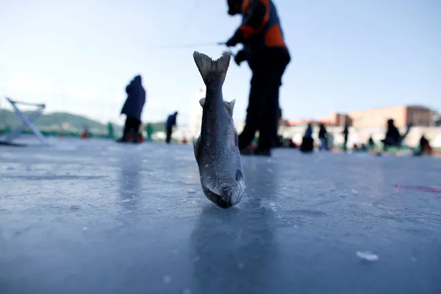 People fish for trout through holes in a frozen river in Hwacheon, south of the demilitarized zone (DMZ) separating the two Koreas, January 14, 2017. (Photo by Kim Hong-Ji/Reuters)