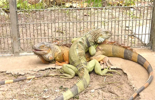 This screenshot of a handout video taken and released on November 21, 2023 by Thailand's Department of National Parks, Wildlife and Plant Conservation (DNP) shows captured iguanas at a wildlife sanctuary in Nakhon Nayok province. Thailand has captured more than 150 rogue iguanas that were rampaging through the countryside, raiding farms and damaging the local environment, officials said. (Photo by Thailand's Department of National Parks, Wildlife and Plant Conservation (DNP)/Handout via AFP Photo)