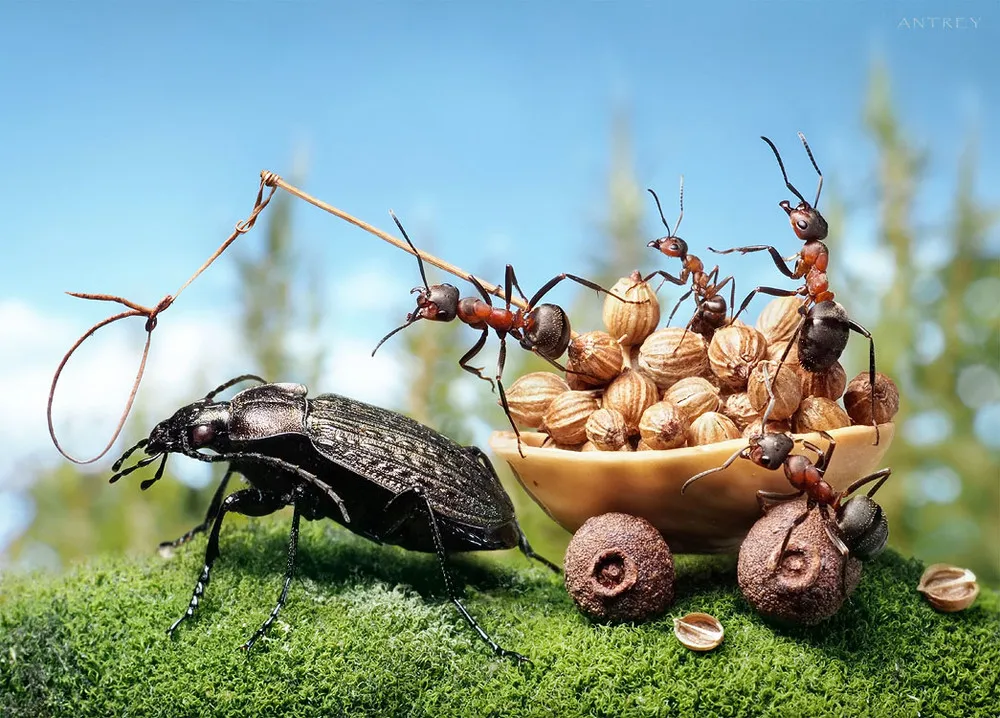 Natural Ant Photography by Andrey Pavlov Part 1