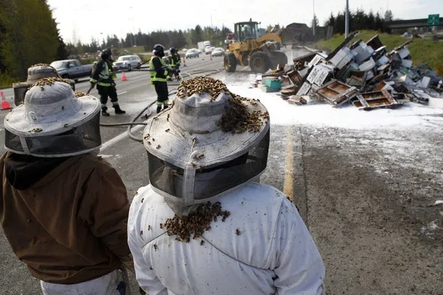 Beekeepers wait to start clearing out the scene of semi-trailer truck that overturned with a cargo of bees on a highway in Lynnwood, Washington April 17, 2015. (Photo by Ian Terry/Reuters)