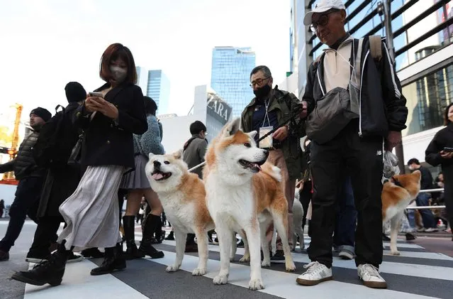 Around 40 Akita dogs with their owners take part in a parade to mark the 100th anniversary of the birth of the legendary dog Hachiko, in Tokyo's Shibuya district on December 2, 2023. (Photo by JIJI Press/AFP Photo)