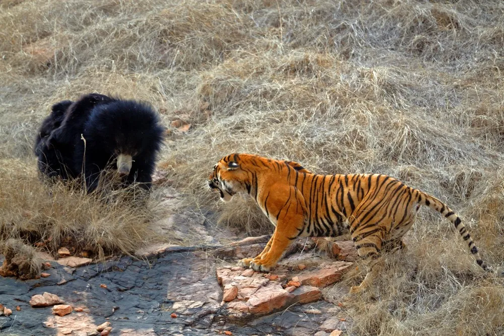 Bear vs Tiger