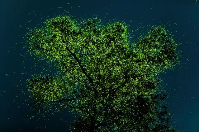 People’s choice award: Prathamesh Ghadekar, India. Just before monsoon, fireflies congregate in certain regions of India. Sometimes milllions of these insects can be found on a few special trees like this one. Thirty-two photographs of this tree were taken and later stacked in Adobe Photoshop, creating this image. (Photo by Prathamesh Ghadekar/TNC Photo Contest 2021)