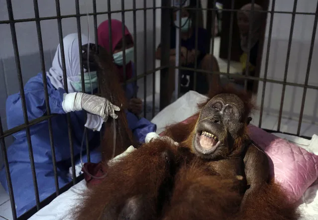 In this photo taken on Sunday, March 17, 2019, veterinarians and volunteers of Sumatra Orangutan Conservation Programme (SOCP) tend to a female orangutan they named “Hope” after conducting a surgery for infections in some parts of the body and to fix broken bones, at SOCP facility in Sibolangit, North Sumatra, Indonesia. A veterinarian says the endangered orangutan that had a young baby has gone blind after being shot at least 74 times, including six in the eyes, with air gun. The baby orangutan died from malnutrition last Friday as rescuers rushed the two to the facility. (Photo by Binsar Bakkara/AP Photo)