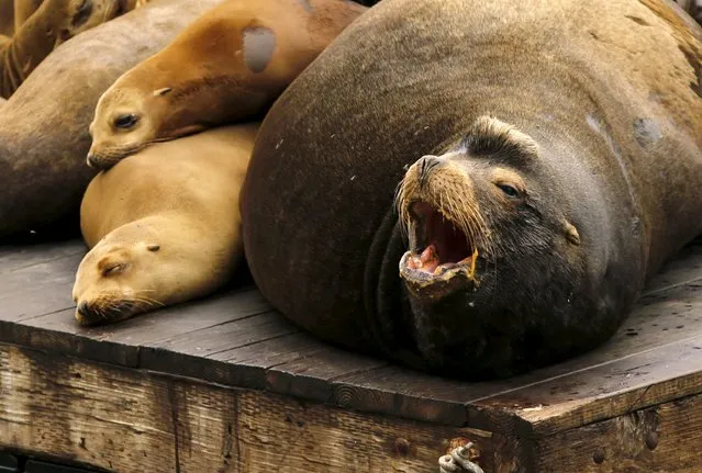 Sea lions gather on a floating dock at Pier 39 in San Francisco, California May 4, 2015. (Photo by Robert Galbraith/Reuters)