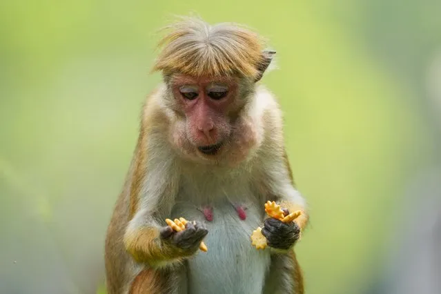 A toque macaque (Macaca sinica) is eating biscuits in Dambulla, Sri Lanka, on January 23, 2024. (Photo by Thilina Kaluthotage/NurPhoto/Rex Features/Shutterstock)