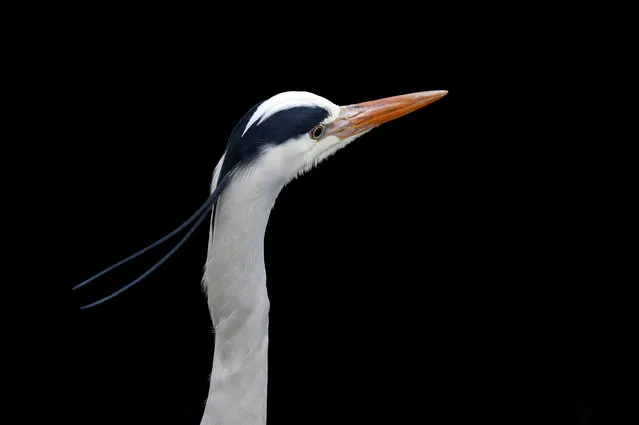 A heron is pictured at the port of Volendam near Amsterdam, Netherlands, February 11, 2017. (Photo by Francois Lenoir/Reuters)