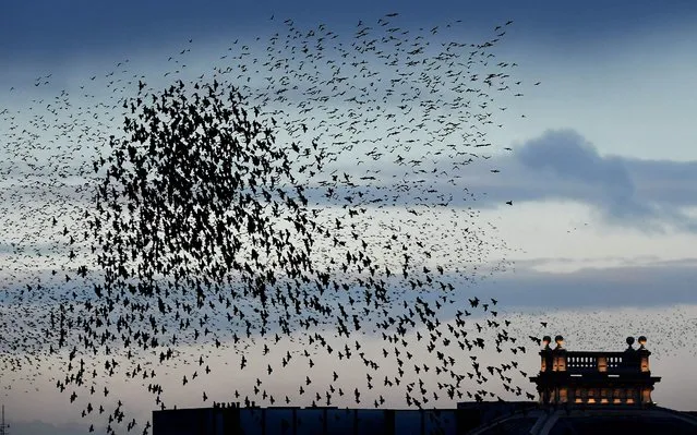 Starlings fly at sunset over central Milan on November 08, 2021. (Photo by Tiziana Fabi/AFP Photo)