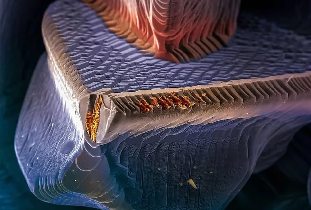 SEM false-coloured to resemble the bow of a ship submerged in the sea, shows the morphology of a crystal of the polycrystalline compound called copper indium gallium diselenide or Cu(In,Ga)Se2 (commonly abbreviated to CIGSe or CIGS). (Photo by Eberhardt Josué Friedrich Kernahan and Enrique Rodríguez Cañas/Wellcome Images)