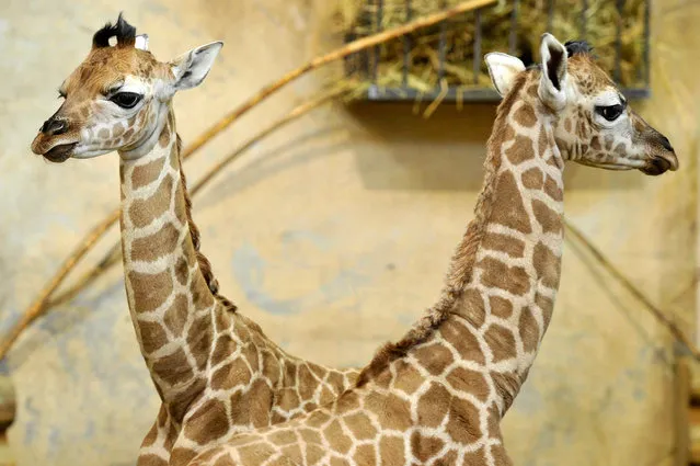 Giraffe calves seen in the Savannah House of Budapest Zoo in Budapest, Hungary, 23 February 2017. The zoo currently boasts nine giraffes, the latest a calf named Sauda, born on the first of January, shortly followed by the birth of twins on 15 February. (Photo by Attila Kovacs/EPA)