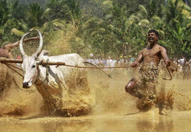 A farmer shouts while running alongside his oxen as they race through a paddy field during the Kakkoor Kalavayal festival at Kakkoor village in the southern Indian state of Kerala March 8, 2014. The post harvest festival is celebrated by the farmers of Kakkoor village and the surrounding villages. (Photo by Sivaram V/Reuters)