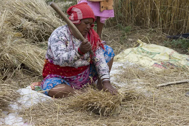 A local harvests wheat in a field in the aftermath of two powerful earthquakes, in Bungmati village on the outskirts of Lalitpur, Nepal, May 19, 2015. Rescuers in a Nepal village hit by landslides have broken off the search for more than 100 people still missing after the Himalayan nation was struck by two powerful earthquakes inside three weeks, authorities said. (Photo by Hemanta Shrestha/EPA)