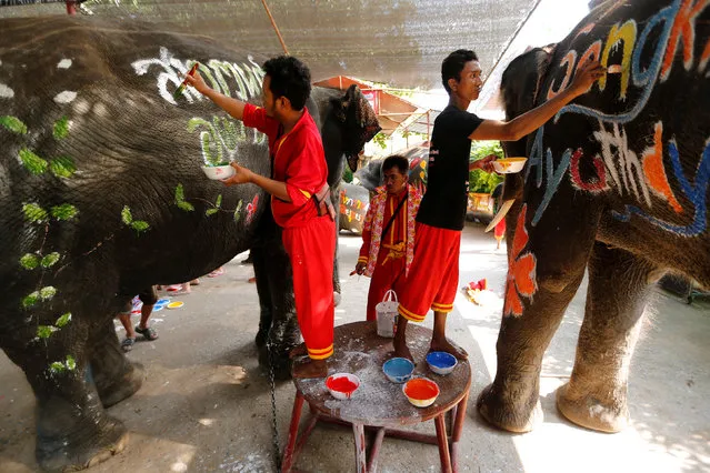 Mahouts paint elephants ahead of the celebration of the Songkran water festival in Thailand's Ayutthaya province, north of Bangkok, April 11, 2016. (Photo by Jorge Silva/Reuters)