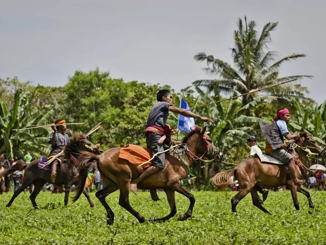 Pasola game is played by the Western Sumbanese to celebrate the rice planting season. Two different groups of men from different clans or tribes throw wooden spears to the opponent while riding a horse. It is a game that requires a high skills and usually turns into a bloody fight. In the Sumbanese ancient beliefs, the spilled blood will fertilize the land and multiply the output of the paddy. (Photo by Ulet Ifansasti/Getty Images)