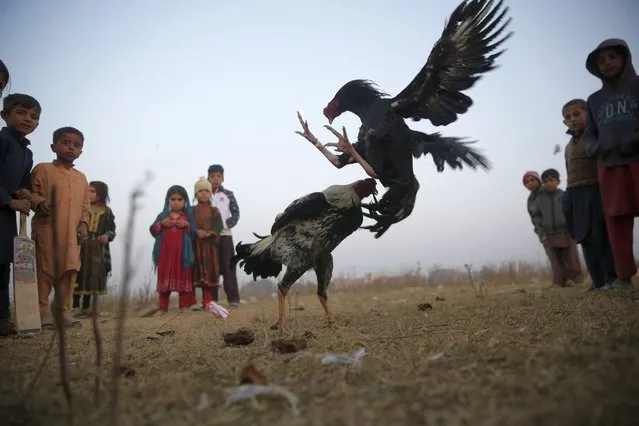 Children watch a cockfighting match on the outskirts of Islamabad, Pakistan, Wednesday, December 15, 2021. (Photo by Rahmat Gul/AP Photo)