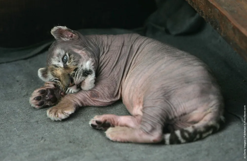 Hengdaohezi Breeding Center For Tigers