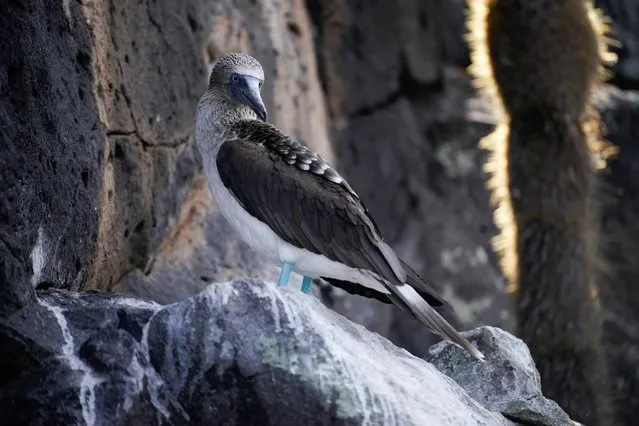 A blue-footed booby is seen on Santa Cruz Island after Ecuador announced the expansion of a marine reserve that will encompass 198,000 square kilometres (around 76,448 square miles), in the Galapagos Islands, Ecuador, January 16, 2022. (Photo by Santiago Arcos/Reuters)