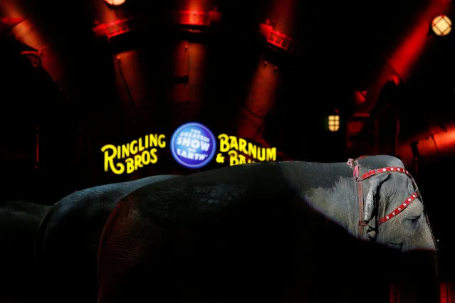 An elephant pauses during a performance in Ringling Bros and Barnum & Bailey Circus' “Circus Extreme” show at the Mohegan Sun Arena at Casey Plaza in Wilkes-Barre, Pennsylvania, U.S., April 29, 2016. (Photo by Andrew Kelly/Reuters)