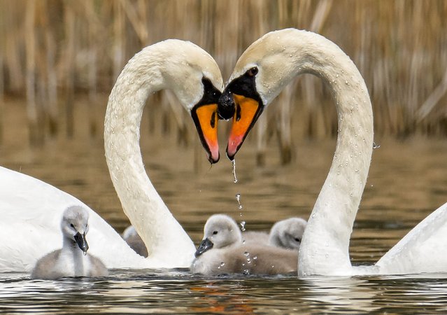 This swan couple has a romantic moment as they create a heart shape while nuzzling their beaks together over their cygnets swimming underneath. The tender scene was snapped by Philip Wilson at Bedfont Lakes near Heathrow Airport in London in the last decade of May 2024. (Photo by Philip Wilson/Solent News & Photo Agency)