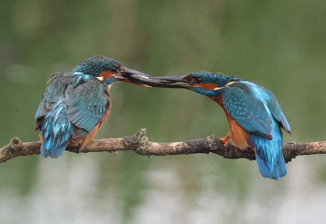 A female Kingfisher is swapping fish with a male Kingfisher at RSPB Rainham Marshes Nature Reserve in Purfleet, Essex, United Kingdom on May 28, 2024. (Photo by Action Foto Sport/NurPhoto/Rex Features/Shutterstock)