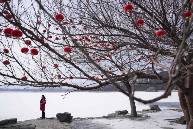 A woman stands near a tree decorated with small lanterns at the Summer Palace, Friday, February 18, 2022, in Beijing. (Photo by Ng Han Guan/AP Photo)
