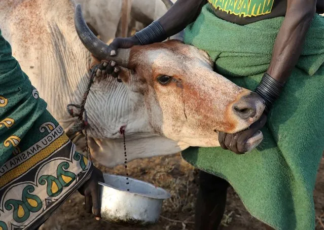 A Turkana warrior bleeds a cow to prepare a traditional drink of blood in a settlement in Ilemi Triangle, Kenya, July 24, 2019. (Photo by Goran Tomasevic/Reuters)
