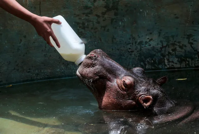 Fatima, a two-year-old hippopotamus rescued from a circus, is fed at the zoo in Managua, Nicaragua on September 12, 2019. (Photo by Oswaldo Rivas/Reuters)