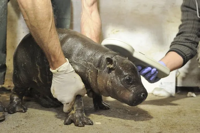 A two-week old pygmy hippopotamus (Choeropsis liberiensis) undergoes a routine medical check in its enclosure in Szeged Nature Reserve in Szeged, 170 kms southeast of Budapest, Hungary, Tuesday, May 10, 2016. The female hippo, which was born weighing just under 6 kilos has doubled the weight since birth. (Photo by Zoltan Gergely Kelemen/MTI via AP Photo)