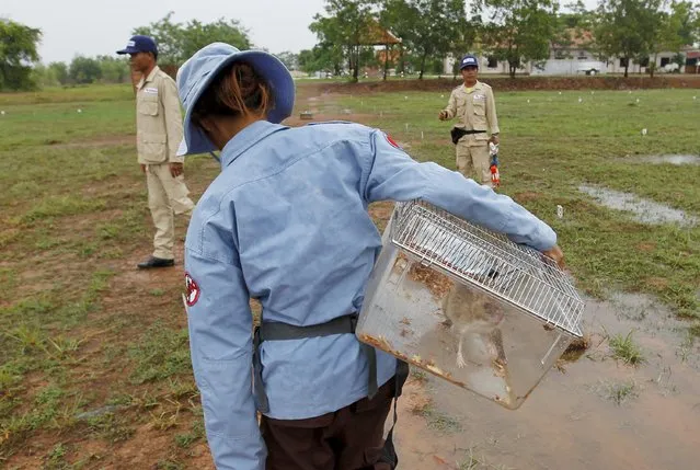 A member of the Cambodian Mine Action Centre (CMAC) holds a cage containing a rat undergoing training to detect mines during a training session on an inactive landmine field in Siem Reap province July 9, 2015. (Photo by Samrang Pring/Reuters)