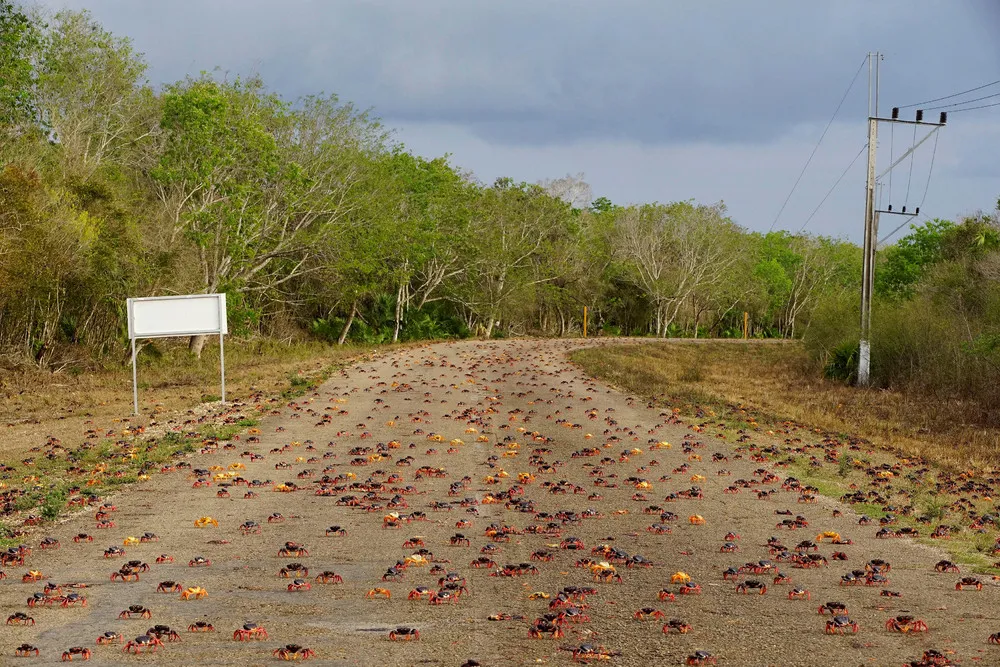 Crabs invade Cuba's Bay of Pigs