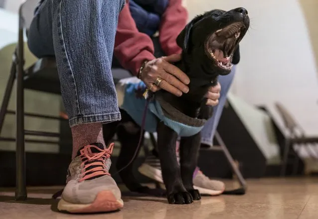 Queenie, an eight week old Labrador puppy, yawns in a warm sweater before the start of her Guiding Eyes for the Blind foundation class with volunteer puppy raiser Debbie Dugan at St. Matthew's United Methodist Church, in Bowie, Md., Monday, February 14, 2022. (Photo by Carolyn Kaster/AP Photo)