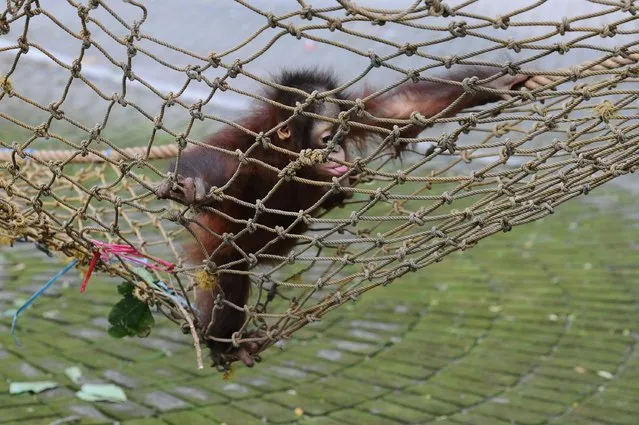 Rizki, 10 months orphaned Bornean orang utan learns to bite at Surabaya Zoo as he prepares to be released into the wild on May 19, 2014 in Surabaya, Indonesia. Damai (3) and Rizki (10 months), two orangutan brothers who were abandoned by their mother Dora (13) shortly after birth. (Photo by Robertus Pudyanto/Getty Images)