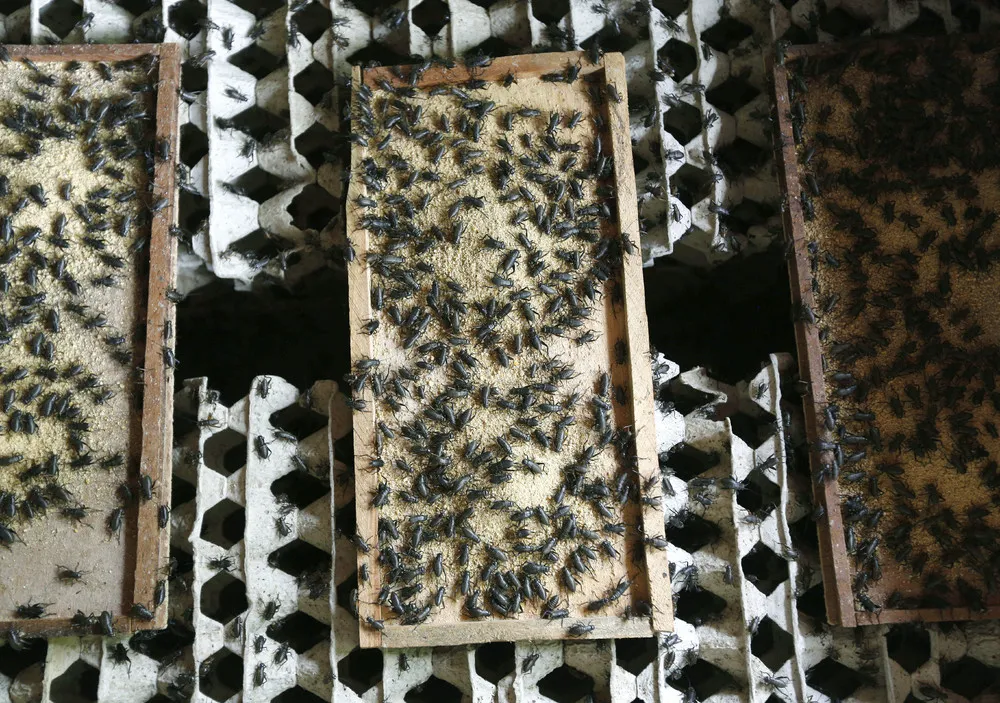 Edible Insects in Thailand