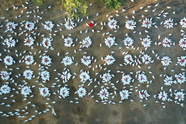 Aerial view of geese raised at a forest field of Sihong County on October 8, 2019 in Suqian, Jiangsu Province of China. (Photo by Xu Changliang/VCG via Getty Images)
