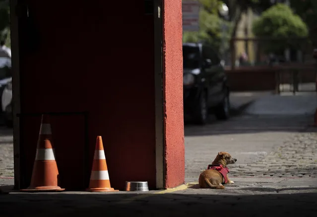 Rescue dog Caramello sits at the entrance of the Catete Fire Brigade in Rio de Janeiro, Brazil, Tuesday, April 12, 2022. (Photo by Silvia Izquierdo/AP Photo)