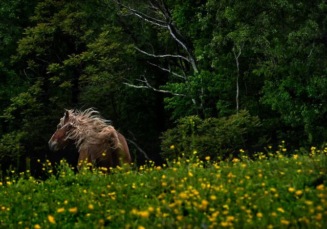 A horse, with its mane and tail whipping in the wind seemed to enjoy the warm weather nonetheless. Windy conditions that swept the area over the weekend continued today although a bit less than yesterday. This horse that was enduring the tail wind was in a field just off the Old National Pike near Middletown, Maryland. (Photo by Michael S. Williamson/The Washington Post)