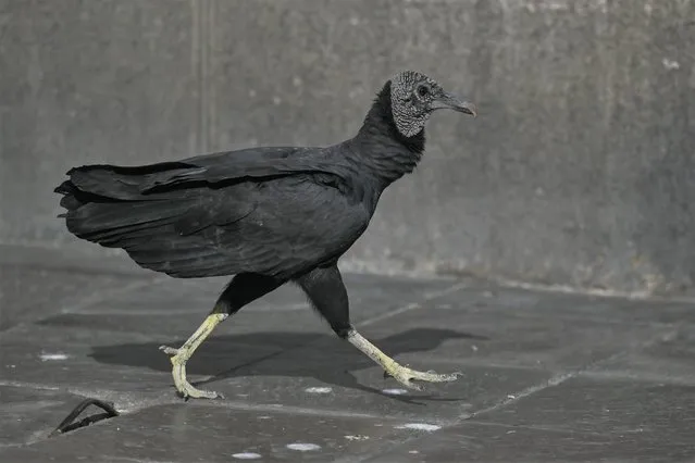 The black vulture walks in the empty Plaza De Armas in the center of Lima. on Monday, 04 April, 2022, in Lima, Peru. (Photo by Artur Widak/NurPhoto via Getty Images)