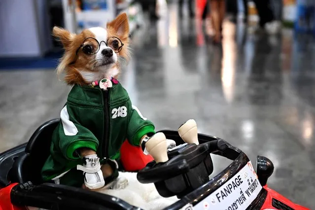 A dog in a costume sits in a toy car during the Thailand International Pet Variety Exhibition in Bangkok on March 24, 2022. (Photo by Lillian Suwanrumpha/AFP Photo)