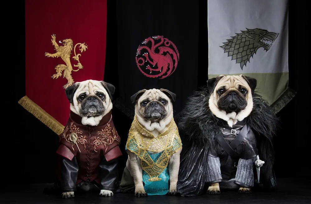 Game of Thrones Pugs