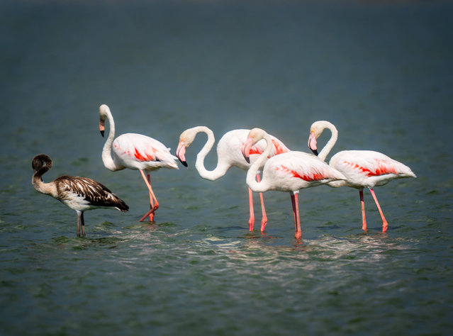 Flamingos, migrating to warmer regions in the fall, are seen in the lake in Ankara, Turkiye on August 28, 2024. Flamingo chicks were born by breaking their eggs in the spring months in Lake Tuz, Duden Lake and various lakes and ponds of Ankara, which host flamingo colonies in Turkiye. The hatchlings of the flamingos have reached the maturity to fly for migration after receiving flying lessons from their parents. (Photo by Emin Sansar/Anadolu via Getty Images)