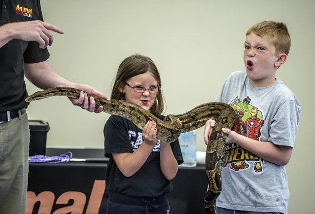Animal Tales naturalist Michael Opferman holds a red tailed boa constrictor with the help of Zoe Tuggle and Connor Land Tuesday June 24, 2014, at the Garrard County Public Library in Lancaster, Ky. The snaked weighed 25 pounds. (Photo by Clay Jackson/AP Photo/The Advocate-Messenger)