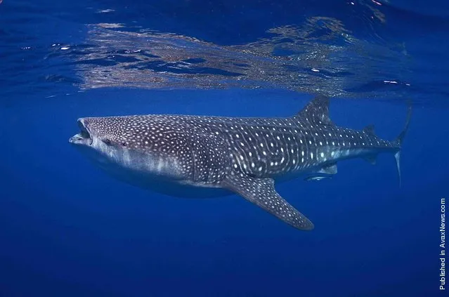 Kyra Hartog took first place in the Student category for this photograph of a whale shark (Rhincodon typus), caught on camera near Mexico's Isla Mujeres
