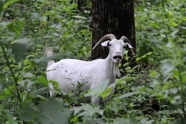 A goat released by Richard Gibbs quickly moves deep into the Williams Creek Urban Forest to chow down on invasive weeds and grasses in Knoxville, Tenn., Thursday, July 10, 2014. The goats were leased from Whistlepig Farms in Thornhill by the Tennessee Clean Water Network to clear the underbrush. (Photo by Michael Patrick/AP Photo/Knoxville News Sentinel)