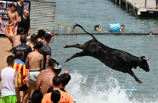 A bull jumps in the water during the traditional running of bulls “Bous a la mar” (Bull in the sea) at Denia's harbour near Alicante on July 12, 2023. (Photo by Jose Jordan/AFP Photo)