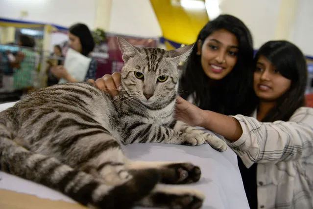 A visitor pat a cat during the 8th International Cat Show organised by the World Cat Federation in Bangalore on July 30, 2017. (Photo by Manjunath Kiran/AFP Photo)